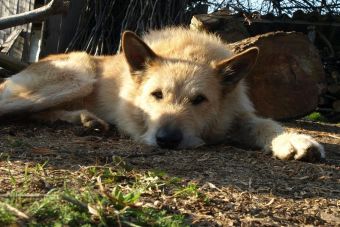 ¿Qué hago si mi perro tiene vómitos?