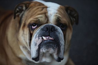 Cirugías plásticas para mascotas