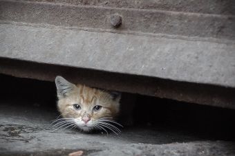 Depresión en animales, ¿por qué sucede?