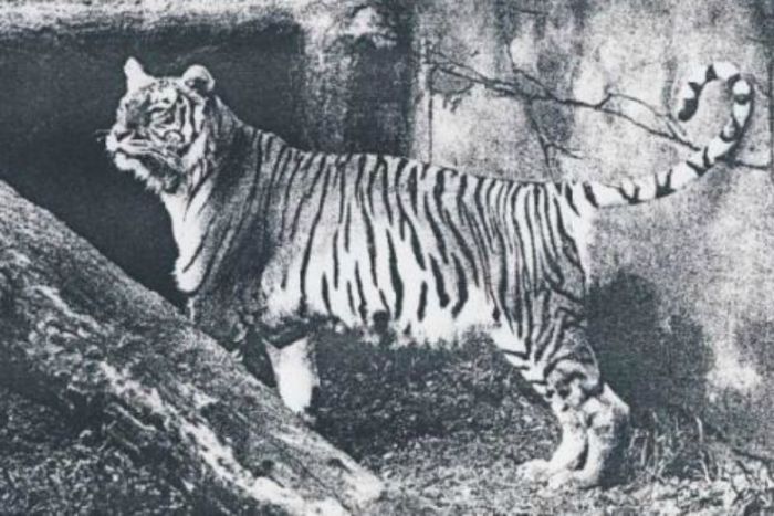 Resultado de imagen para tigre de bali