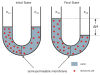 PSU Biología:  Osmosis