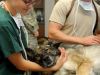 ¿En cuál institución acreditada puedo estudiar Medicina Veterinaria?