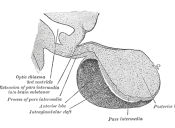 PSU Ciencias TP: Adenohipófisis