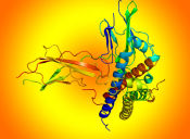 PSU Biología: Hormonas