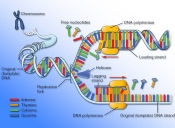 Preguntas PSU de Ciencias: replicación del ADN