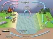 ​Preguntas PSU Ciencias: Ciclo del carbono