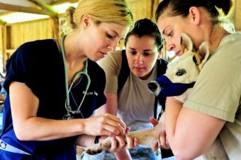 Medicina Veterinaria: ¿cuánto es la duración real por institución?