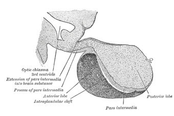 PSU Ciencias TP: Adenohipófisis