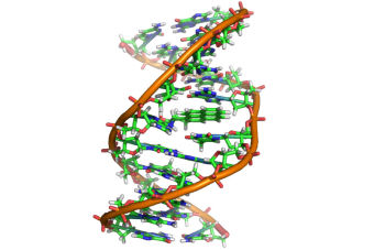 PSU Biología: Modelo ADN  de Watson y Crick