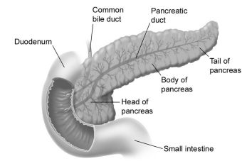 ​Preguntas PSU Ciencias: Efectos de la extirpación del páncreas
