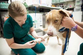 Puntajes de corte: Medicina Veterinaria 2015