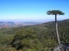 Recorriendo Chile: Parque Nacional Nahuelbuta, encanto de cordillera y mar