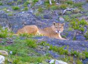 Turismo Natural: el Puma de la Patagonia, animales de Chile.