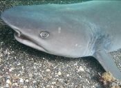 Nadar con tiburones en Galápagos