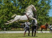 Espectáculo de Caballos Españoles en Escuela Militar