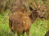 Ecoturismo: El Huemul, nuestro ciervo austral, animales de Chile