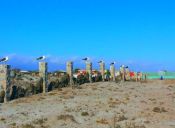 Recorriendo Chile: Punta de Choros