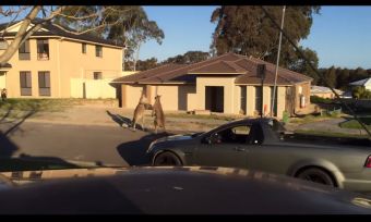 Videos: Canguros peleando en las calles de un suburbio de Australia