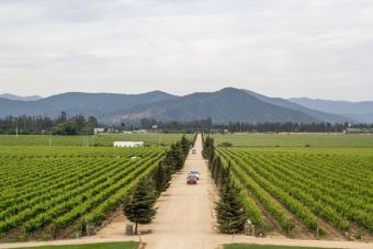 Fiesta de la Vendimia del Valle de Casablanca