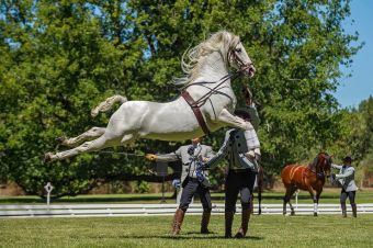 Espectáculo de Caballos Españoles en Escuela Militar