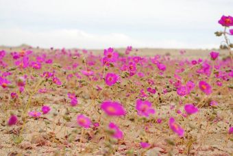 Rutas de viaje: Desierto florido noviembre 2015