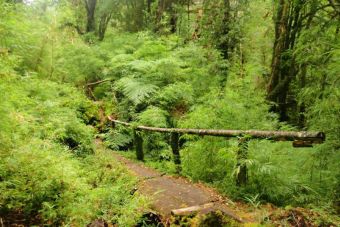 Recorriendo Chile: Parque Nacional Alerce Andino