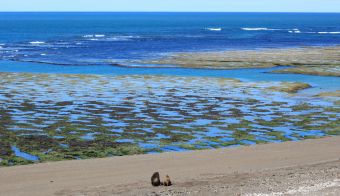 10 actividades imperdibles de Puerto Madryn, Patagonia Argentina