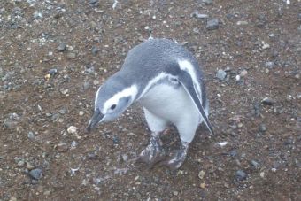 Isla Magdalena, una travesía en busqueda de pingüinos en el extremo Magallánico.