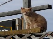 Gatos al poder: felino cumple 15 años como alcalde de un pueblo en Alaska