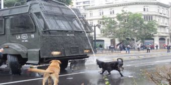 Perros callejeros: los otros protagonistas de las manifestaciones