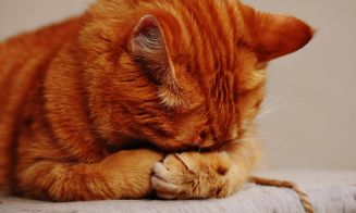 16 expresiones de los gatos sin estrés universitario