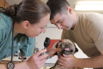 ¿Por qué Medicina Veterinaria es la mejor pega del mundo?