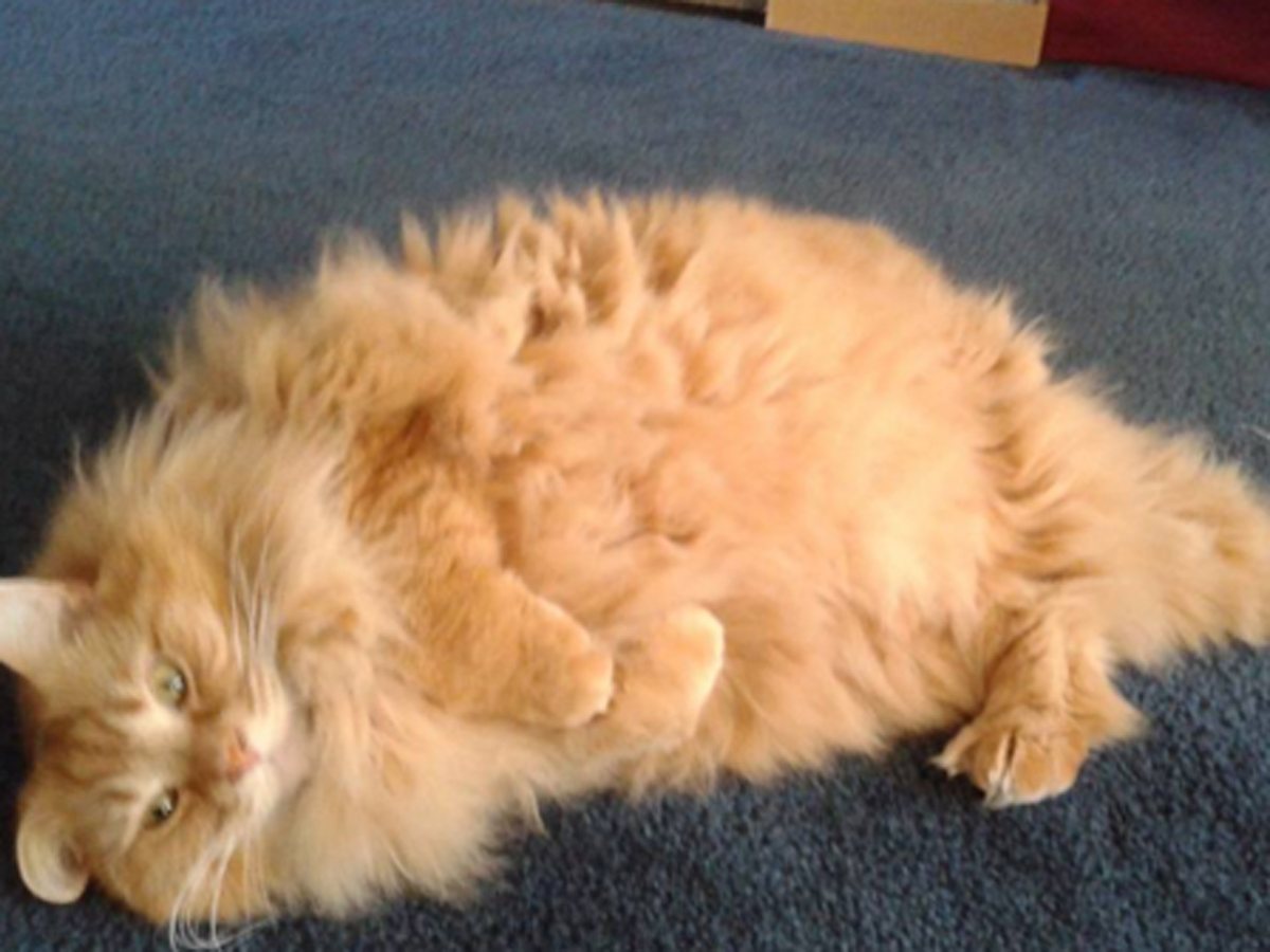 Mira estas fotos de los gatos más hermosamente gorditos de las redes Mascotadictos Mira estas fotos de los gatos más hermosamente gorditos de las redes Mascotadictos