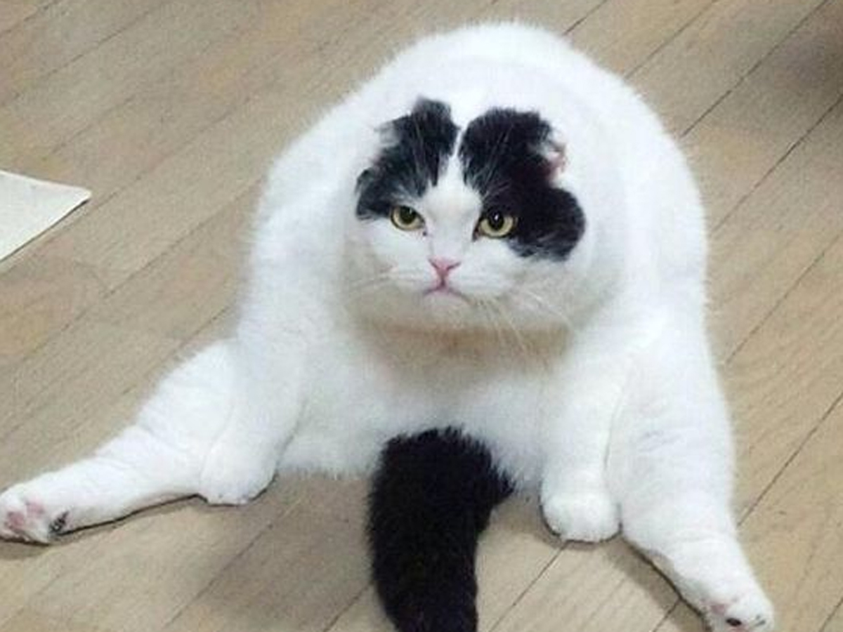 Mira estas fotos de los gatos más hermosamente gorditos de las redes Mascotadictos Mira estas fotos de los gatos más hermosamente gorditos de las redes Mascotadictos