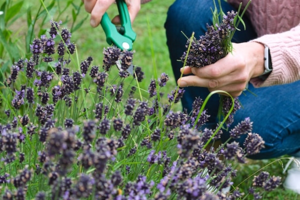 Mujer recolectando flores de lavanda de su jardín