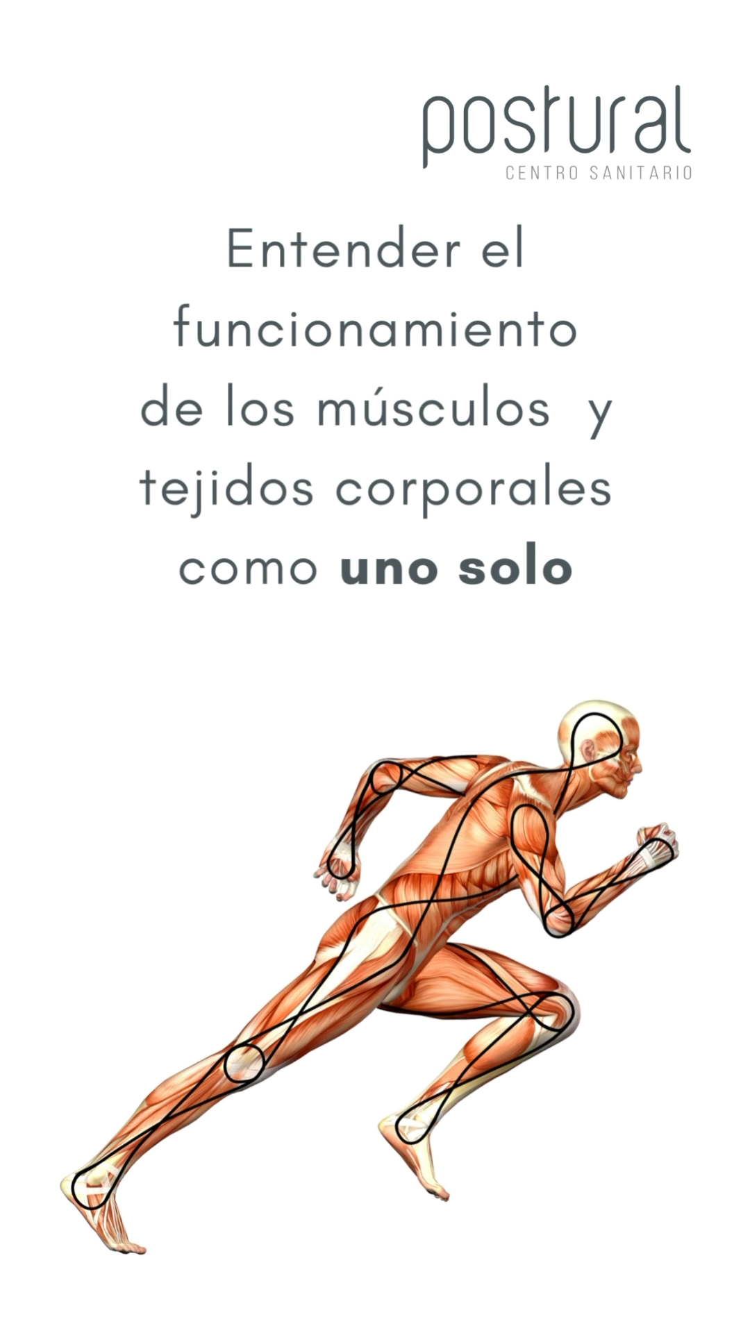 Cadenas musculares