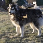 Hill S Prescription Diet Metabolic Canine Dry