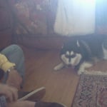 Hill S Prescription Diet Metabolic Canine Dry