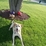 Hill S Prescription Diet Metabolic Canine Dry