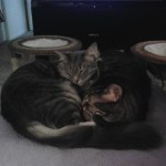 Hill S Prescription Diet Metabolic Feline Dry