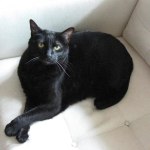 Hill S Prescription Diet Metabolic Feline Dry