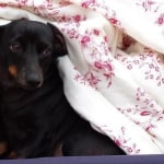 Hill S Prescription Diet Metabolic Canine Dry