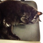 Hill S Prescription Diet C D Multicare Feline With Chicken Dry