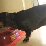 Hill S Prescription Diet Metabolic Canine Dry