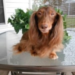 Hill S Prescription Diet Metabolic Canine Dry