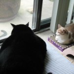 Hill S Prescription Diet Metabolic Feline Dry