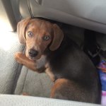 Hill S Prescription Diet Metabolic Canine Dry