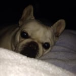 Hill S Prescription Diet Metabolic Canine Dry