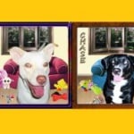 nupro joint and immunity support 20lb