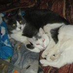 Hill S Prescription Diet Metabolic Feline Dry